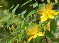 St.Johns Wort