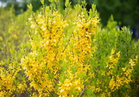 flowering plant of Hypericum perforatum with small yellow flowers grow in field