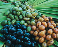 Saw Palmetto