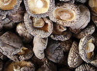 Shiitake Mushroom