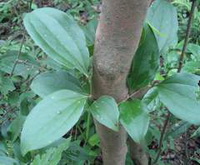 Sarsaparilla:Smilax sarsaparilla