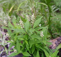 flowering plants of Polygala senega with white flower spikes grow in a cluster