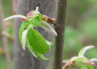 Slippery Elm