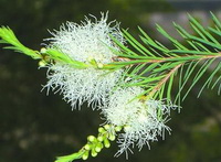 Tea Tree Oil