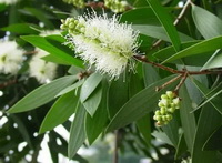 flowering tree of Melaleuca alternifolia with white flowers and green leaves grow in sunny field