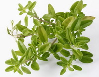 Thyme