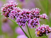 Vervain