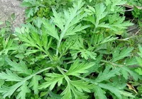 Wormwood