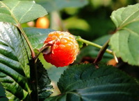 Wild Strawberry