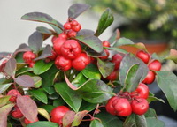 Wintergreen