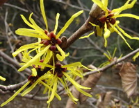 Witch Hazel