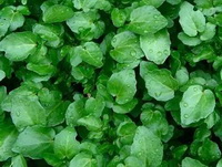 Watercress