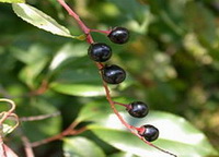 Wild Cherry Bark