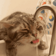 the better drink is natural water:kitten drinking water